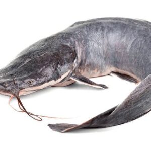 live catfish (1kg)