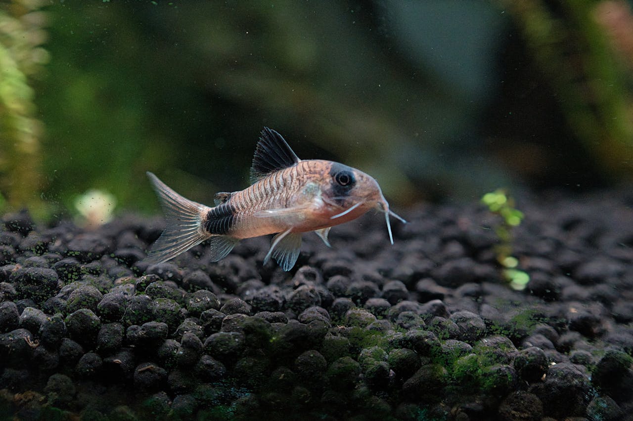Corydoras fish swimming in a freshwater aquarium with natural substrate.