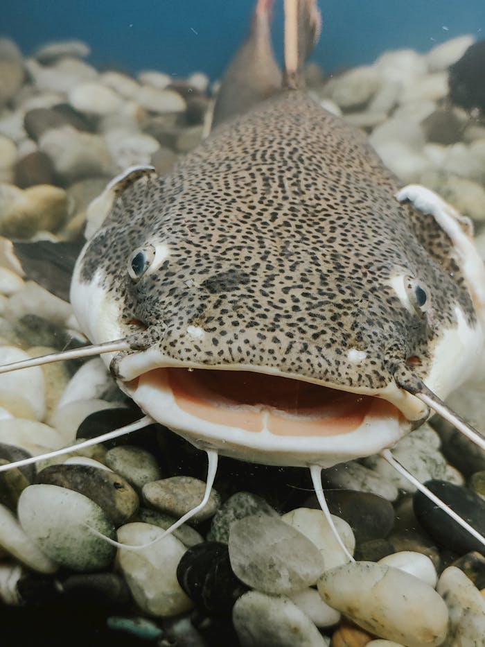 A detailed close-up of a smiling catfish resting on a bed of smooth stones.