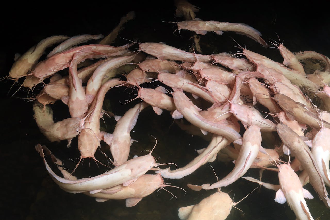 Cluster of albino catfish swimming in dark water, lit from above.