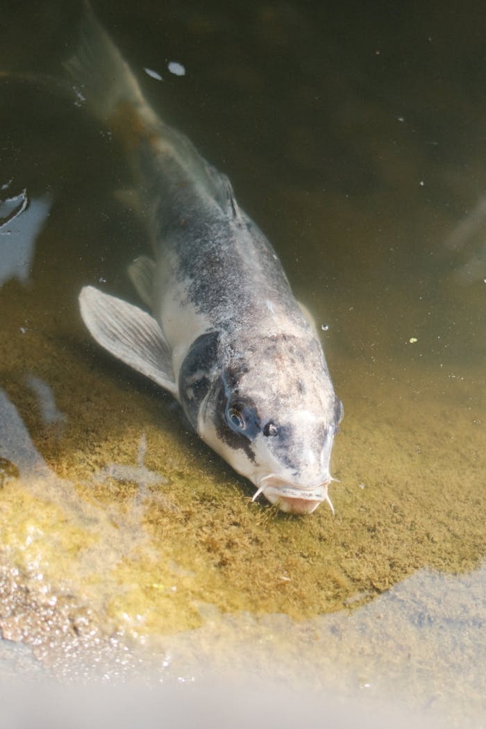 Close-up of a koi fish in a tranquil pond setting, highlighting natural beauty.