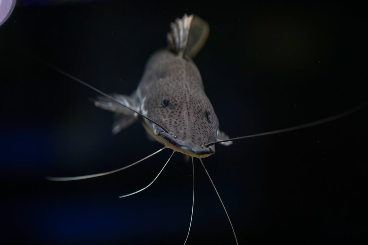 Detailed view of a catfish swimming underwater, showcasing its whiskers. Perfect for aquatic wildlife themes.